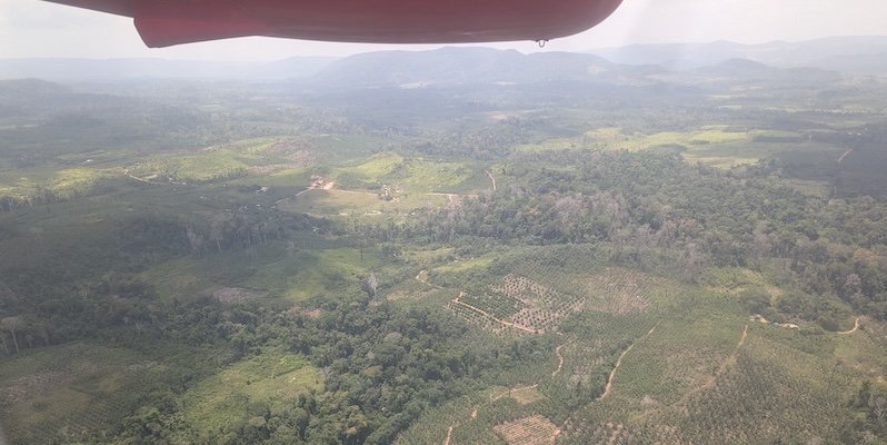 Paisagem de floresta e áreas abertas vista do alto, sob céu enevoado